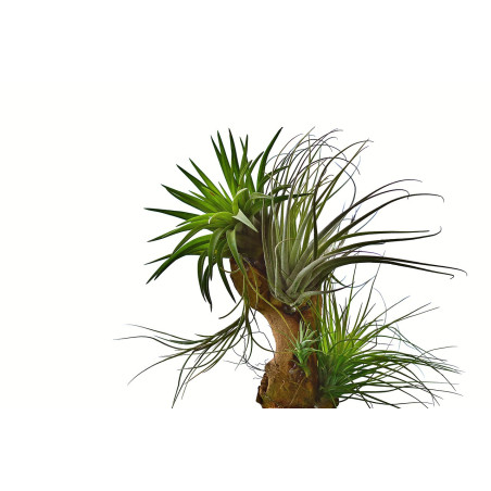 Abono foliar para tillandsias 250 ml Massó