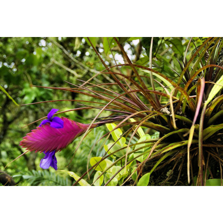 Abono foliar para tillandsias 250 ml Massó