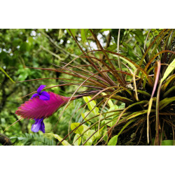 Abono foliar para tillandsias 250 ml Massó