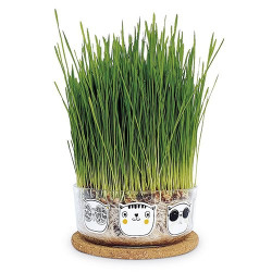 Hierba gatera Garden Pocket