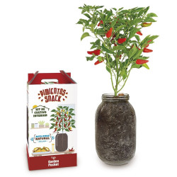 Kit de cultivo interior tomate cherry Garden Pocket