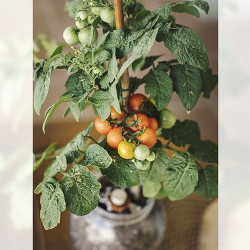 Kit de cultivo interior tomate cherry Garden Pocket