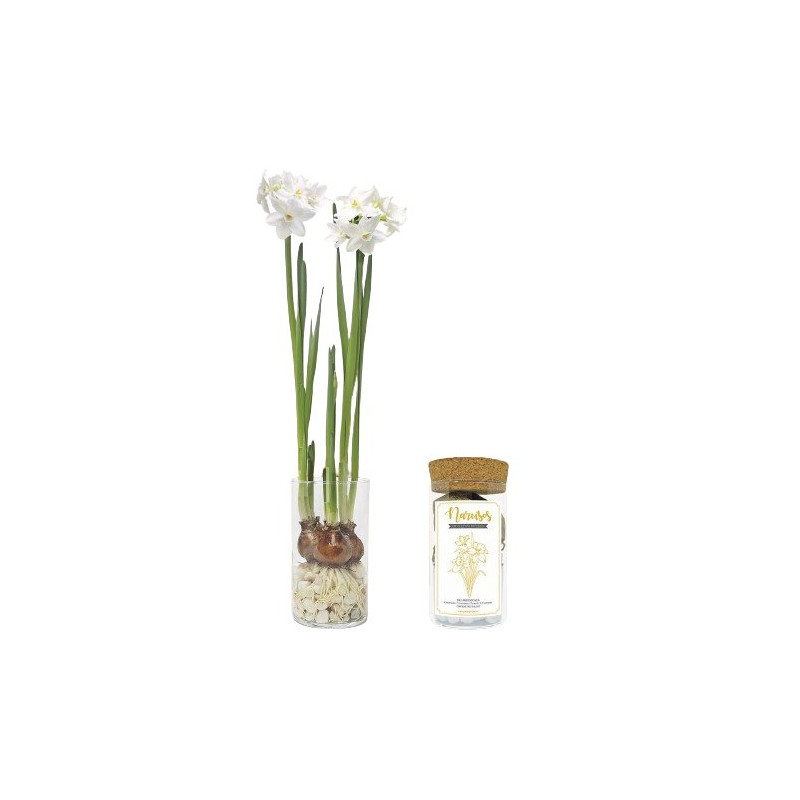 Kit narcisos de Garden Pocket
