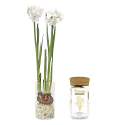Kit narcisos de Garden Pocket