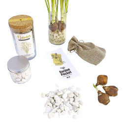 Kit narcisos de Garden Pocket
